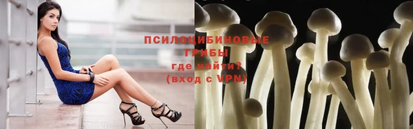 PSILOCYBIN Навашино